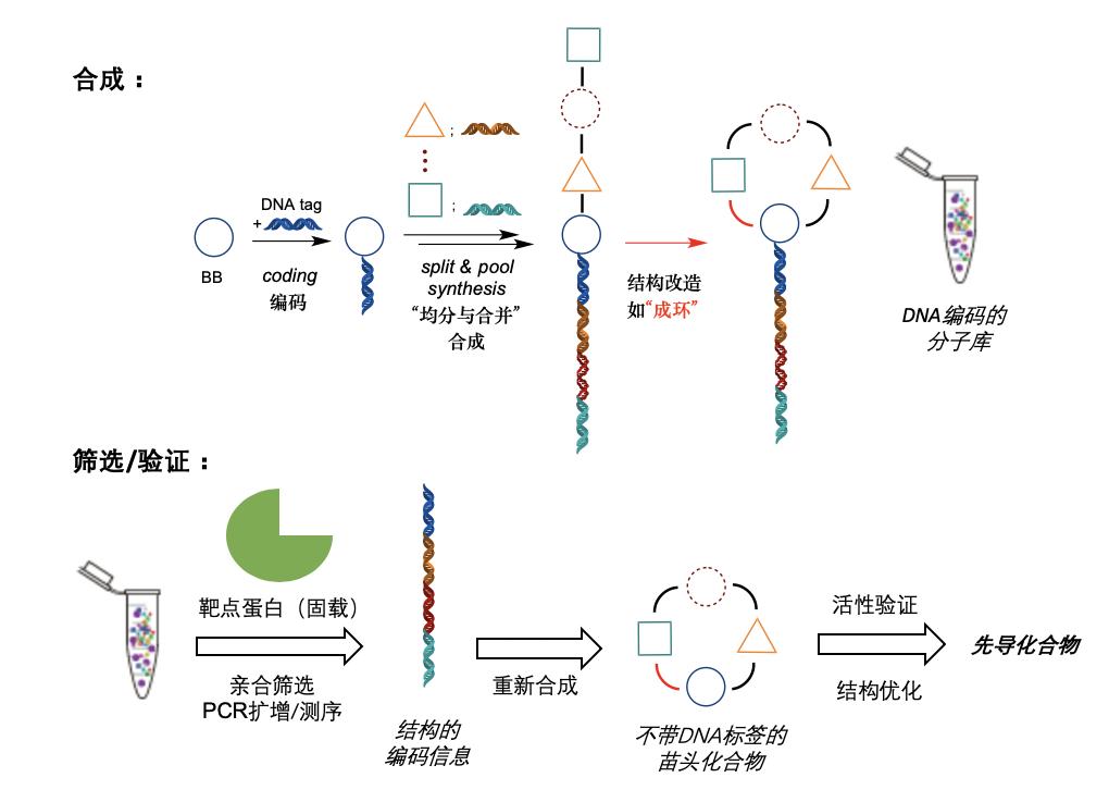 超高通量复杂多肽分子库的构建和药物开发